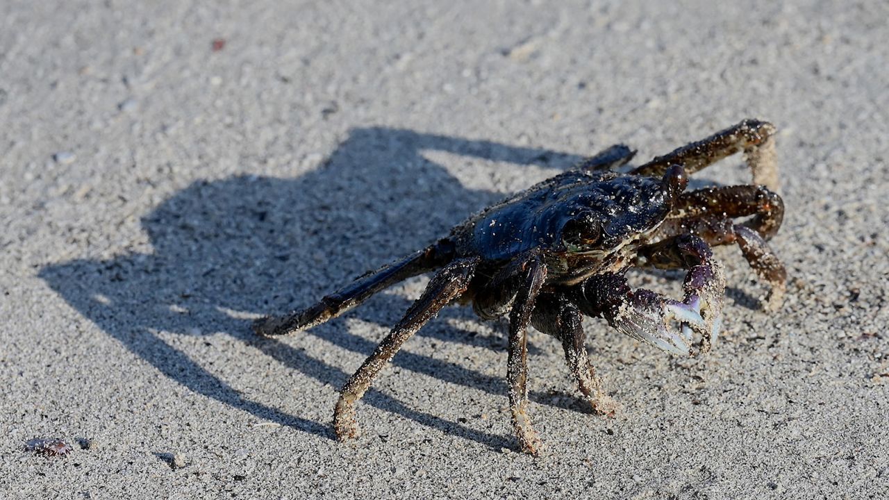 A crab covered with oil on a beach in Pola, Oriental Mindoro province, one of the areas affected by an oil spill from the sunken tanker.