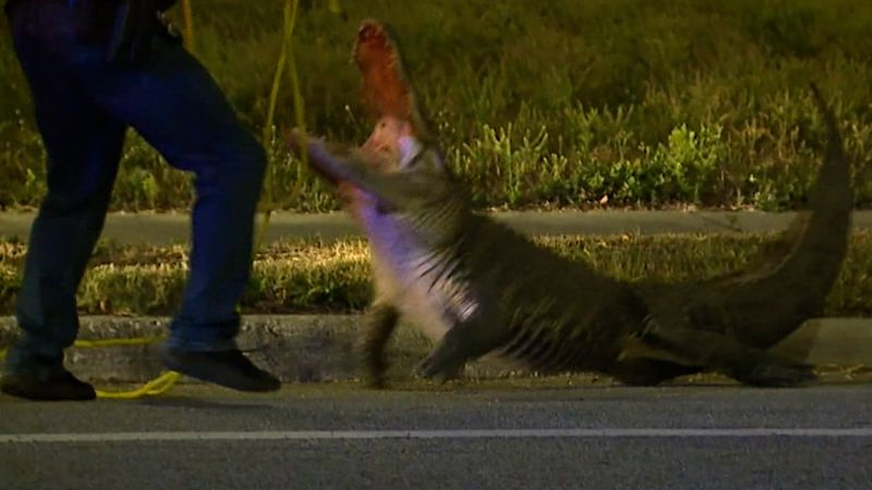 See Florida police officer wrangle a growling alligator | CNN