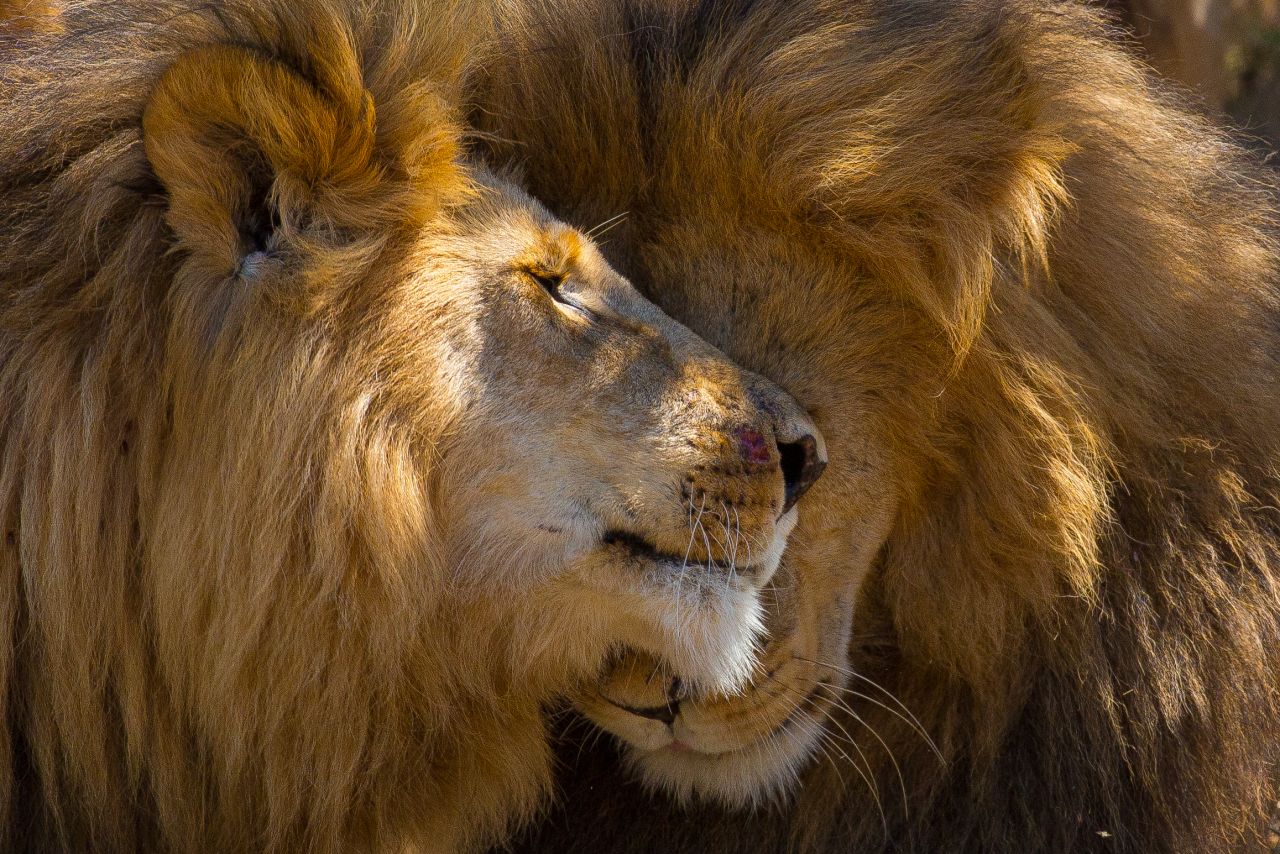 menu Verbazingwekkend Mediaan The New Big 5': Wildlife photography book turns the lens on animals at risk  | CNN