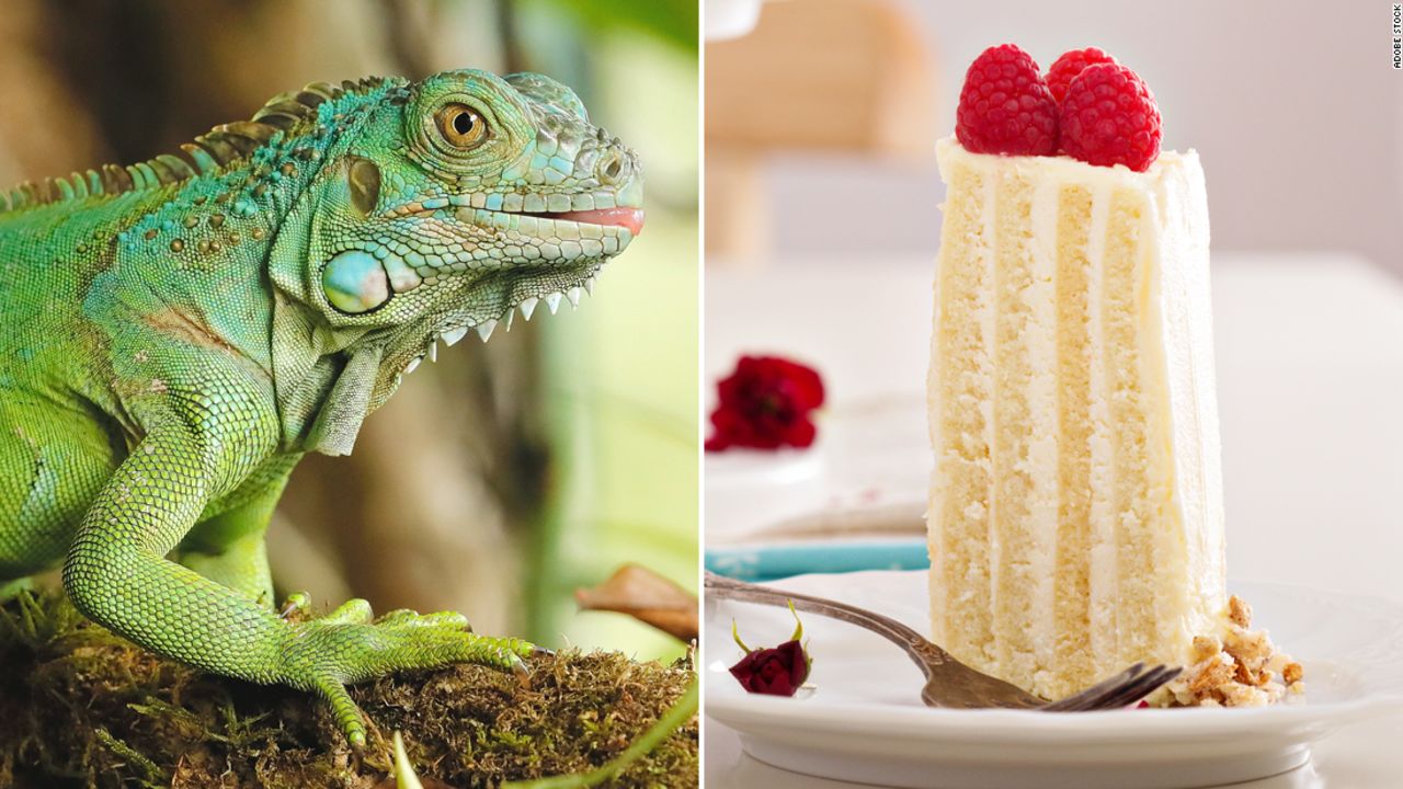 Experts say most iguanas aren't especially big fans of cake.
