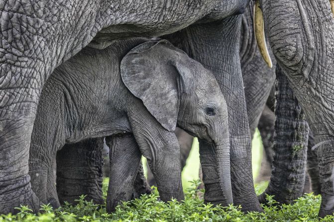 The "New Big 5" consists of the elephant, polar bear, lion, gorilla and tiger -- all of which are threatened with extinction. Elephants are the largest living land mammal, and face threats from habitat loss, human-wildlife conflict, and poaching for the ivory trade. 