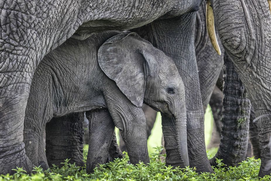 The "New Big 5" consists of the elephant, polar bear, lion, gorilla and tiger -- all of which are threatened with extinction. Elephants are the largest living land mammal, and face threats from habitat loss, human-wildlife conflict, and poaching for the ivory trade. 