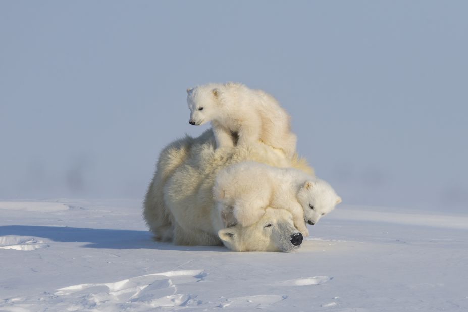  "The New Big 5" book includes stunning photography, as well as essays from renowned conservationists. Polar bears are threatened by dramatic sea ice loss due to climate change. Photographer Hao Jiang captured this photograph of a polar bear family taking a pause on their trek to hunt seals. "These adorable twin cubs turned their first adventure into playtime by using their patient mum as a playground," they said in a press release. 