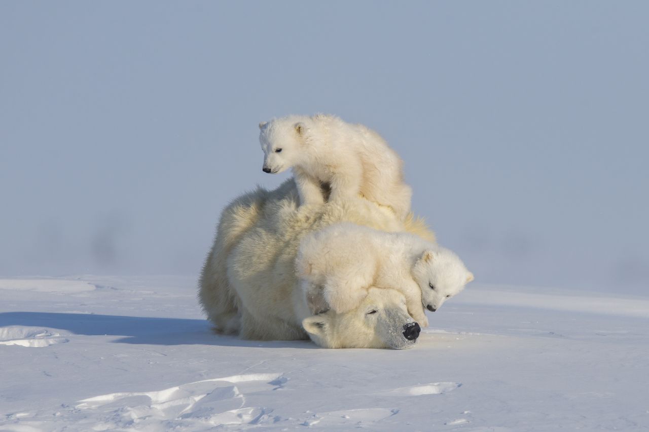 Animals Threatened By Climate Change 'The New Big 5': Wildlife photography book turns the lens on animals at