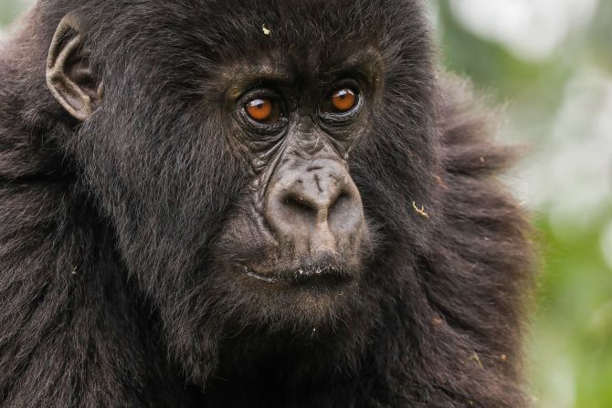 Mountain gorillas are found in just three countries: Rwanda, Uganda, and Democratic Republic of Congo. Their populations are slowly recovering and their classification has changed from critically endangered to endangered. Graeme Green, the author of the book, said, "It's a sign that global attention and conservation efforts from wildlife organizations, governments and local people does work. We just need to make sure there's more of it."