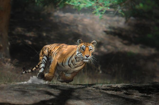 Tigers are endangered, affected by the illegal wildlife trade, habitat loss and fragmentation. "This picture was taken on a rainy day. In Indian forests, it's very difficult to get a proper picture of a running tiger, as they all are thick forests. I kept the camera settings fast enough to freeze the running tiger," said photographer Thomas Vijayan in a press release. 