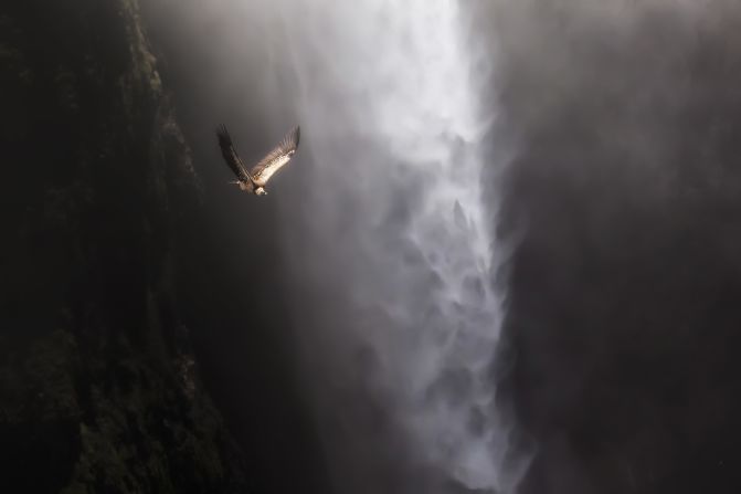 As well as chapters focusing on each of the animals included in the "New Big 5," the book contains an extensive section on other endangered species from land, sea and sky -- such as this photograph of a Ru?ppell's vulture. The chapter, titled "What We Stand to Lose," illustrates the alarming threats facing animals all around the world, including habitat loss and climate change.  