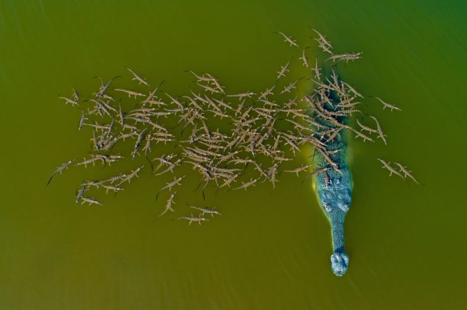 Gharials -- crocodile-like animals that live in South Asia -- are included in the book's endangered species section. They are classified as critically endangered with habitat loss as one of their biggest threats, especially as the result of sand mining. Photographer Dhritiman Mukerjee said that male gharials take the main responsibility to protect hatchlings, and during that period they become "very aggressive, territorial and protective."