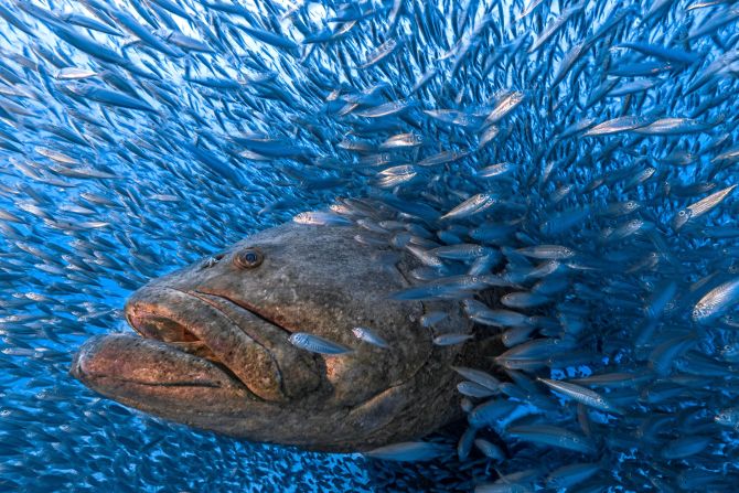 Atlantic goliath groupers are massive fish that can live for dozens of years, growing up to 2.5 meters long and weighing up to 360 kilograms. Florida banned their fishing after a steep decline in their population decades ago. "Now, there are new plans to reopen fishing, which may put their future in danger once again," said photographer Tom Shlesinger. 