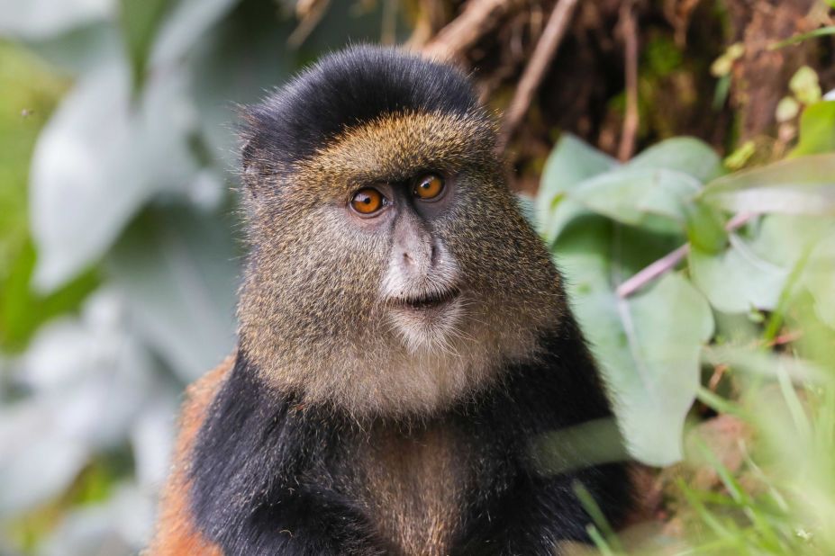 Green included this image of a golden monkey at Volcanoes National Park, Rwanda, in the "What We Stand to Lose" chapter, which contains photos ranging from insects to whales. The selection process was tough, he says: "I could have included thousands of pictures because that's how serious the situation is." 