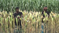 Farmers in a corn field in Borgura, Bangladesh. For Growing Bangladesh, March 2023. Shot by Salman Saeed for CNN.