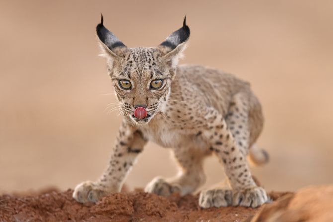 This photo shows the endangered Iberian lynx. "We have a window of time during which we can start to heal some of the harm we have inflicted on the natural world, but only if we get together and take action now," said Jane Goodall -- a leading conservationist who wrote the afterword to the book -- in a press release. 