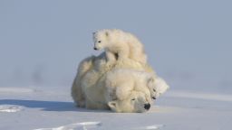 The New Big 5 Polar Bears Hao Jiang 2