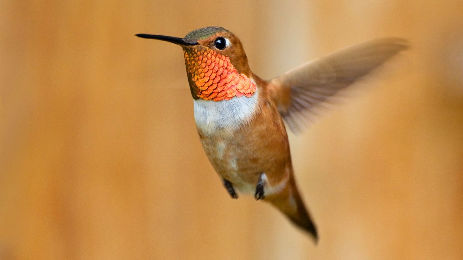 The Rufous Hummingbird has lost two-thirds of its population since 1970. 