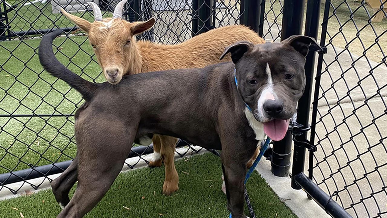 Cinnamon, the goat, behind Felix, the bulldog.