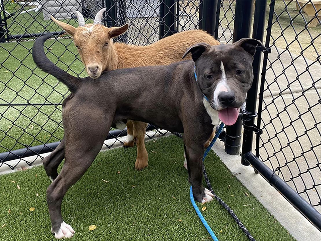 Cinnamon, the goat, behind Felix, the bulldog.