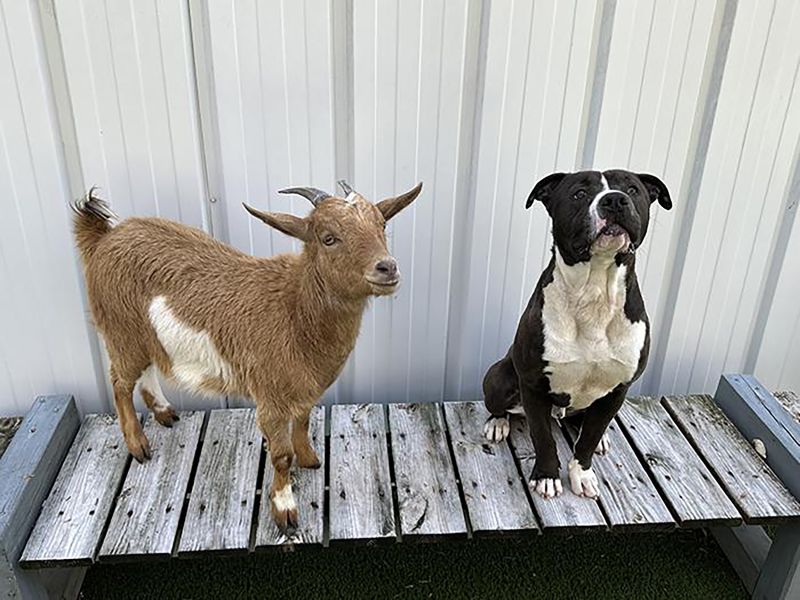 Goat rescues hot sale near me