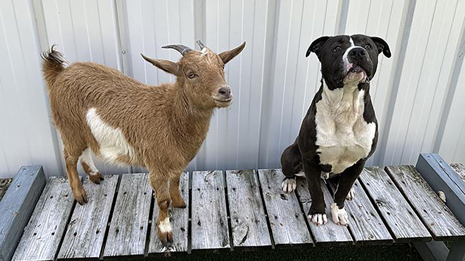 are goats friendly with dogs