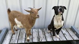 A rescue dog and a goat were adopted together in North Carolina.