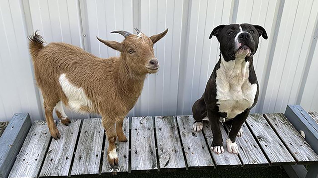 A rescue goat and a dog were adopted together in North Carolina.