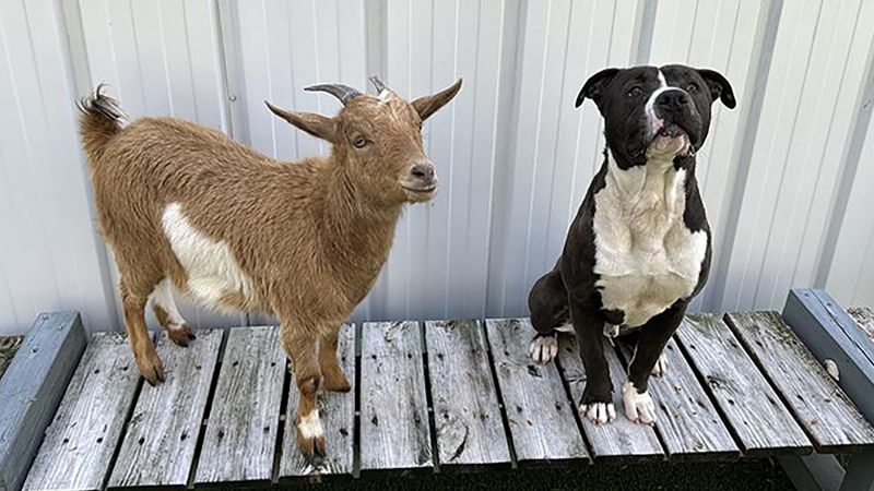 Rescue dog-goat best friends find their forever home together | CNN
