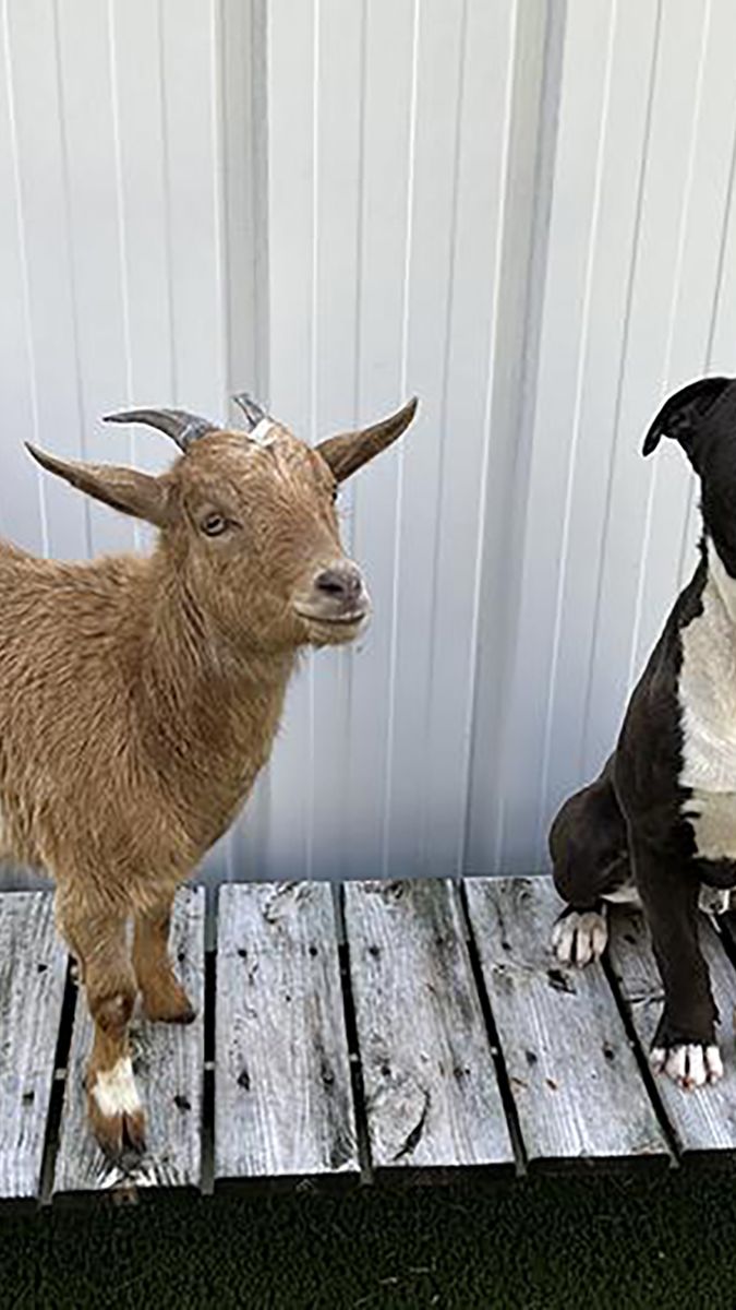 are goats friendly with dogs