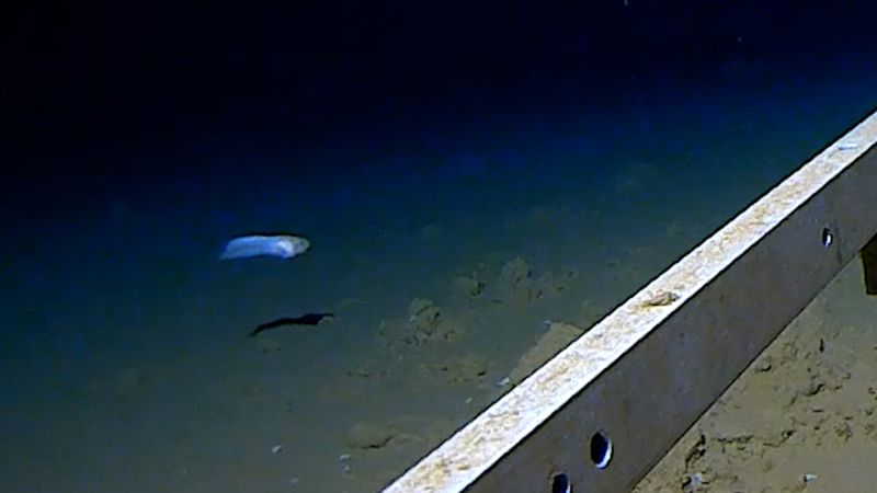 See deepest fish ever caught on camera  | CNN