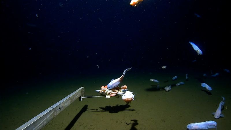 See the world's deepest fish