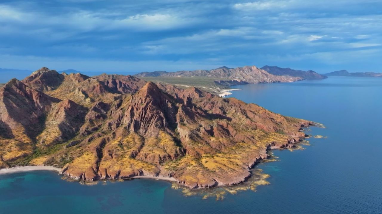 CTE protectors of the sea video card 1