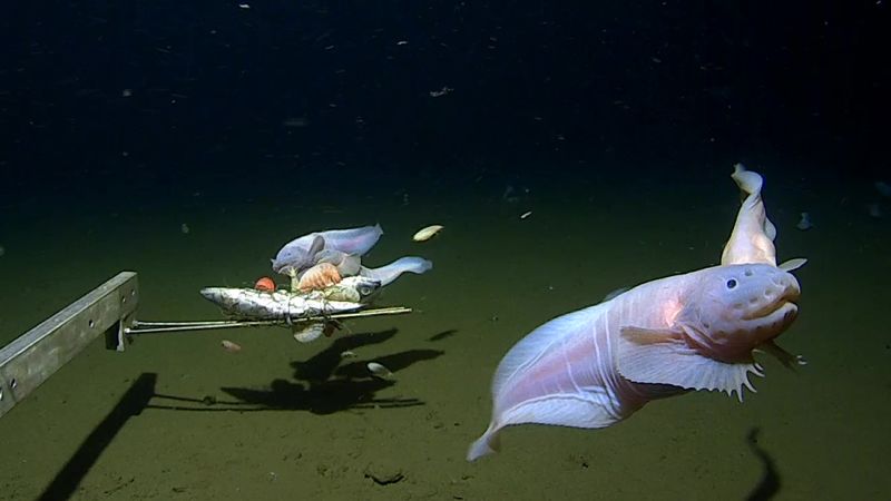 Scientists film deepest ever fish on seabed off Japan