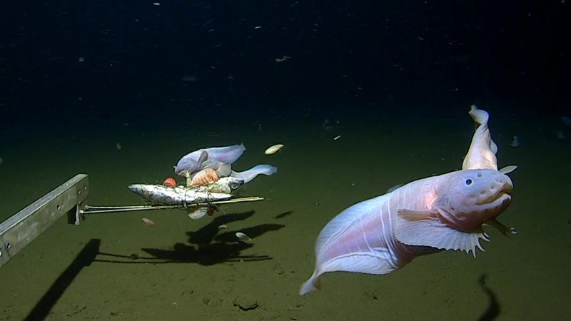 NextImg:Scientists film deepest ever fish on seabed off Japan | CNN