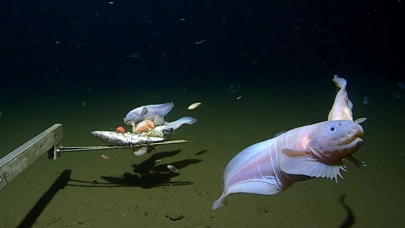 Scientists film deepest ever fish on seabed off Japan | CNN