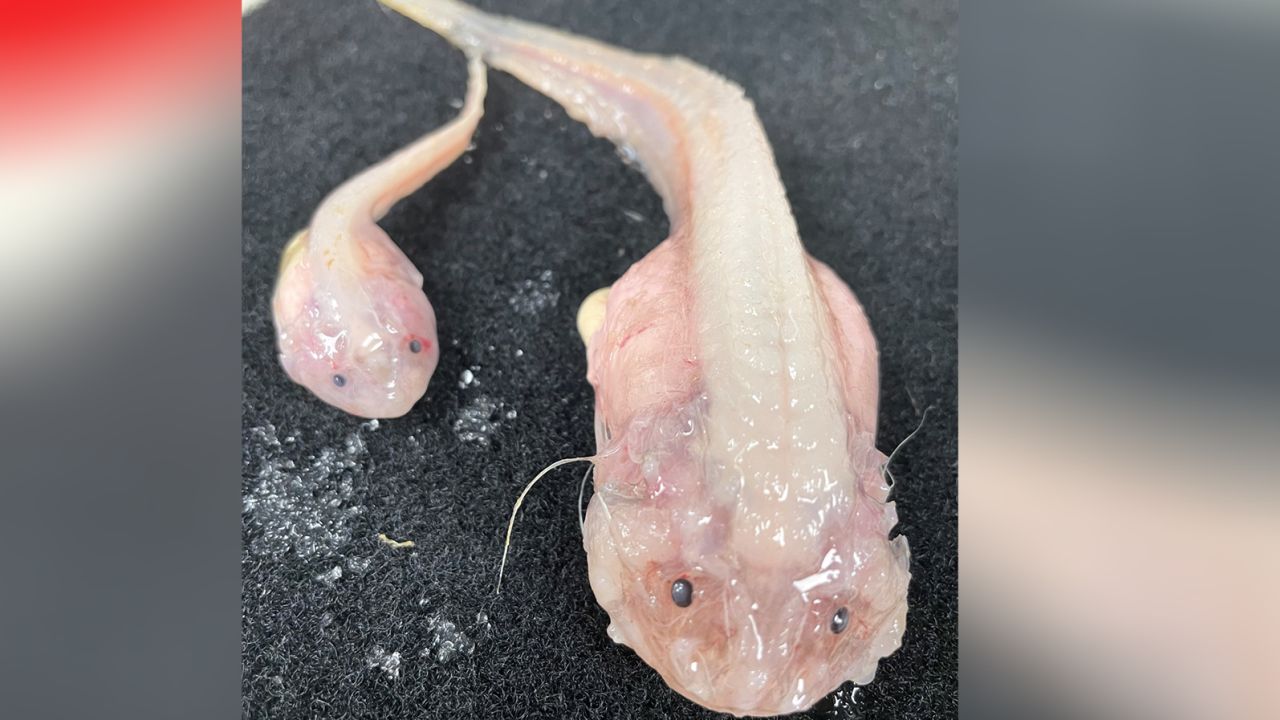 These two fish were caught at a depth of just over 8,000 meters in the Japan Trench in the northern Pacific Ocean. 
