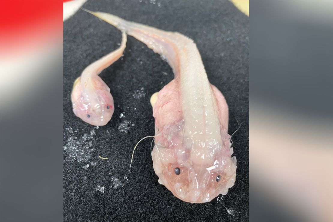 These two fish were caught at a depth of just over 8,000 meters in the Japan Trench in the North Pacific. 