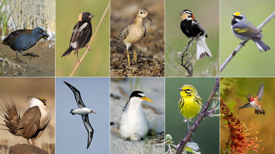 Ten of 70 bird species that lost more than half their populations since 1970 and are predicted to lose 50% more within the next five decades. 