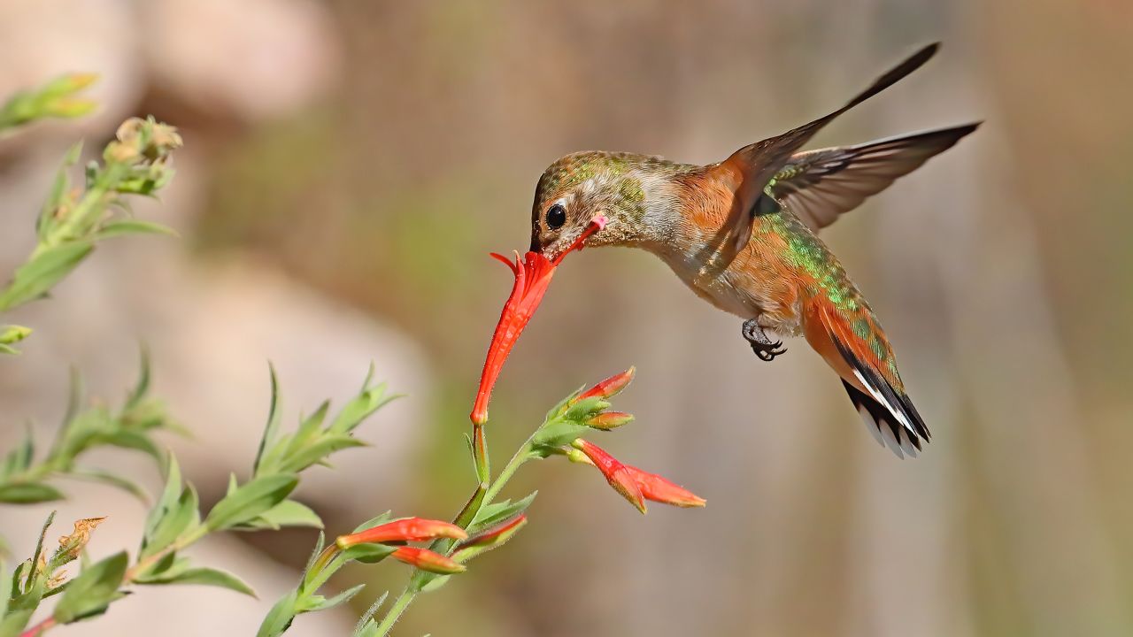 A female Rufous Hummingbird sips nectar and picks up pollen on its beak, helping pollinate flowers. 