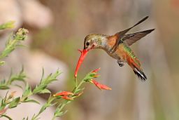 A female Rufous Hummingbird sips nectar and picks up pollen on its beak, helping pollinate flowers. 