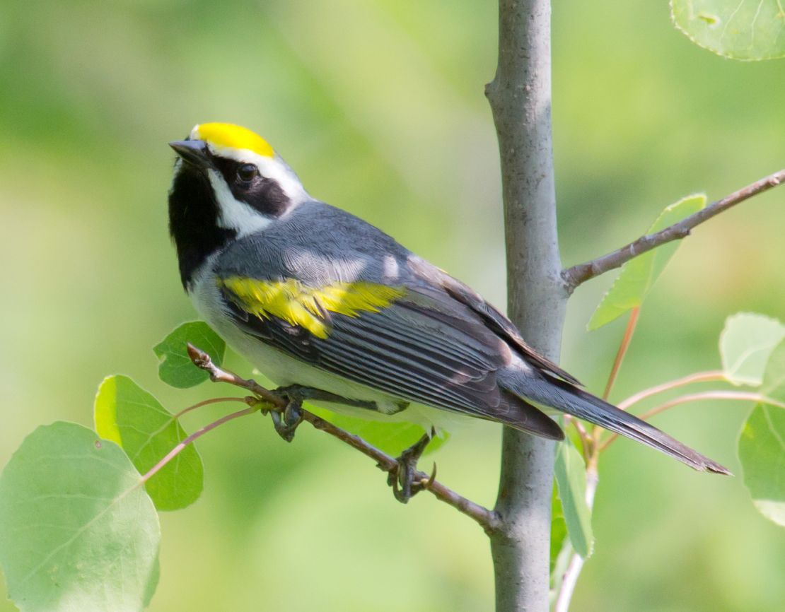 The Golden-winged Warbler searches for caterpillars, moths and spiders to feed on. The bird has had one of the steepest population declines of any songbird - a 66% reduction since 1966.