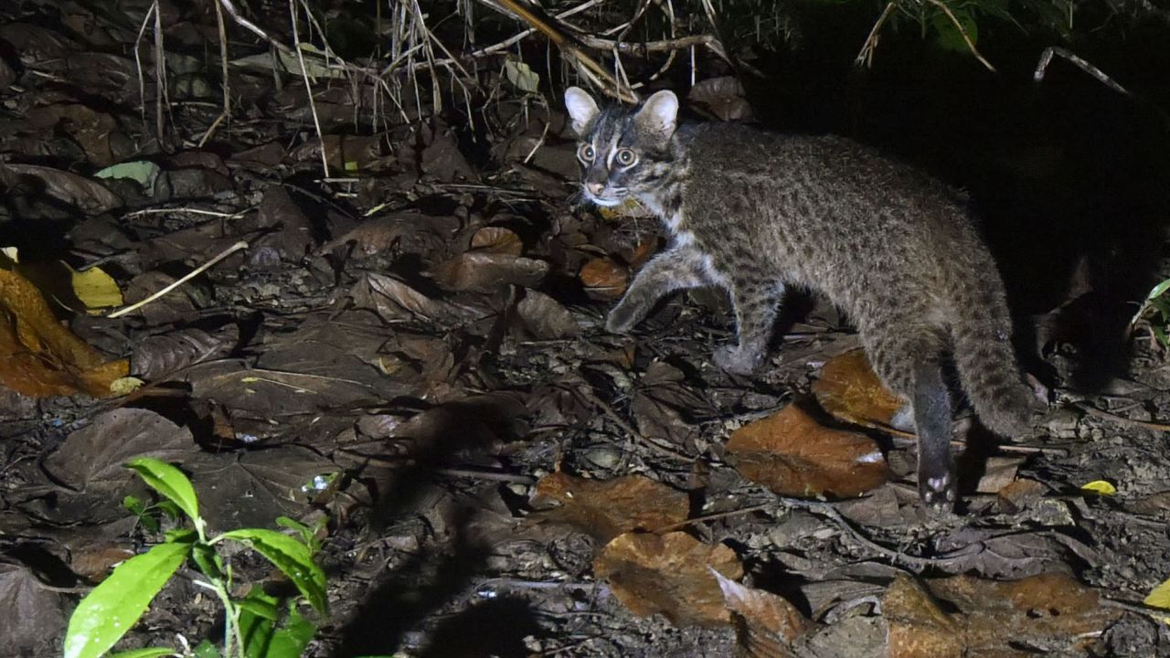The Iriomote wild cat is a nationally protected species in Japan. 