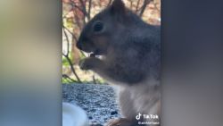 Squirrel Rings Bell 2