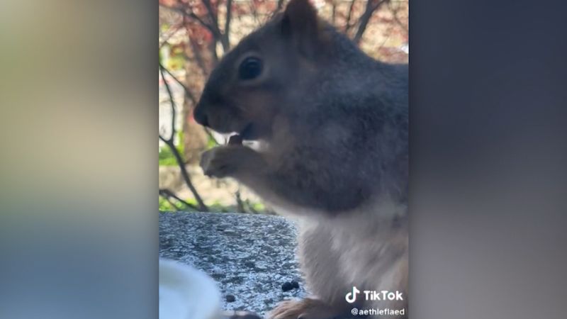 Squirrel drives people nuts with its bell ringing | CNN