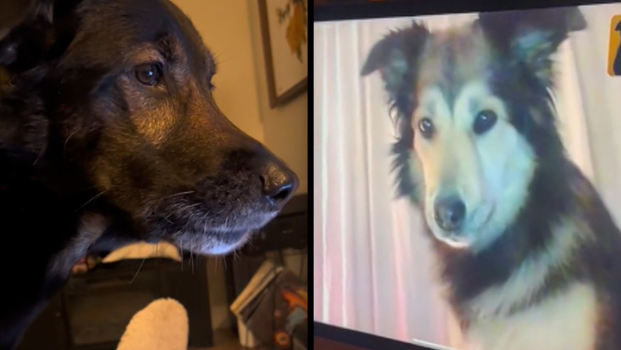 Dog spots friend on video call. His response went viral