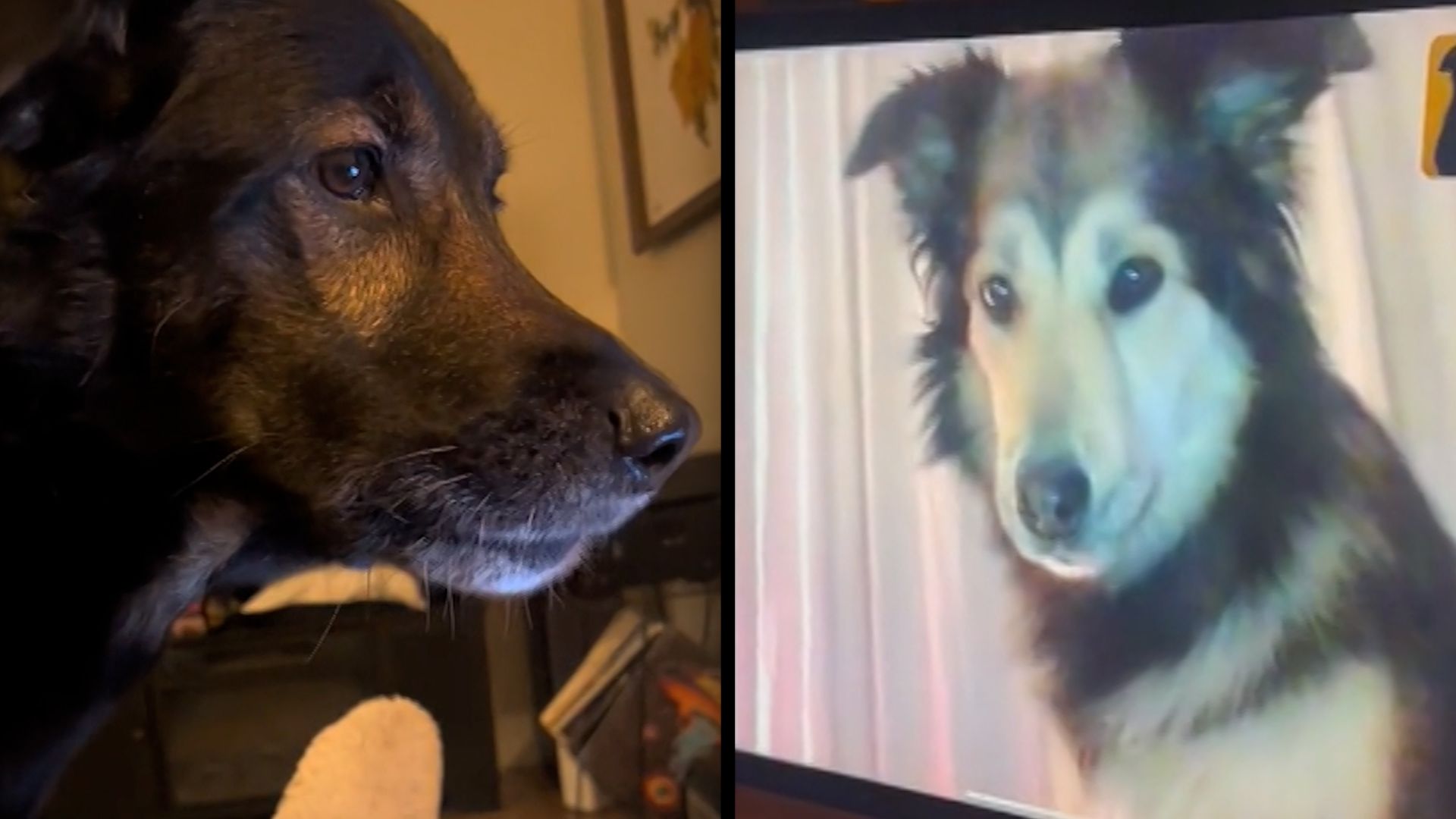 Dog spots friend on video call. His response went viral | CNN