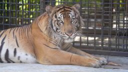 Tiger at Tambling Wildlife Nature Conservation rehabilitation centre in south Sumatra, Indonesia