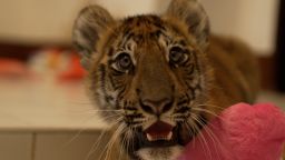 Rescued tiger cub at zoo in central Thailand