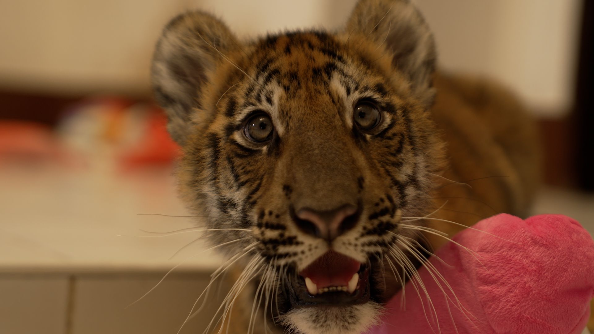 Wild Thai tiger cub footage sparks hope for endangered species