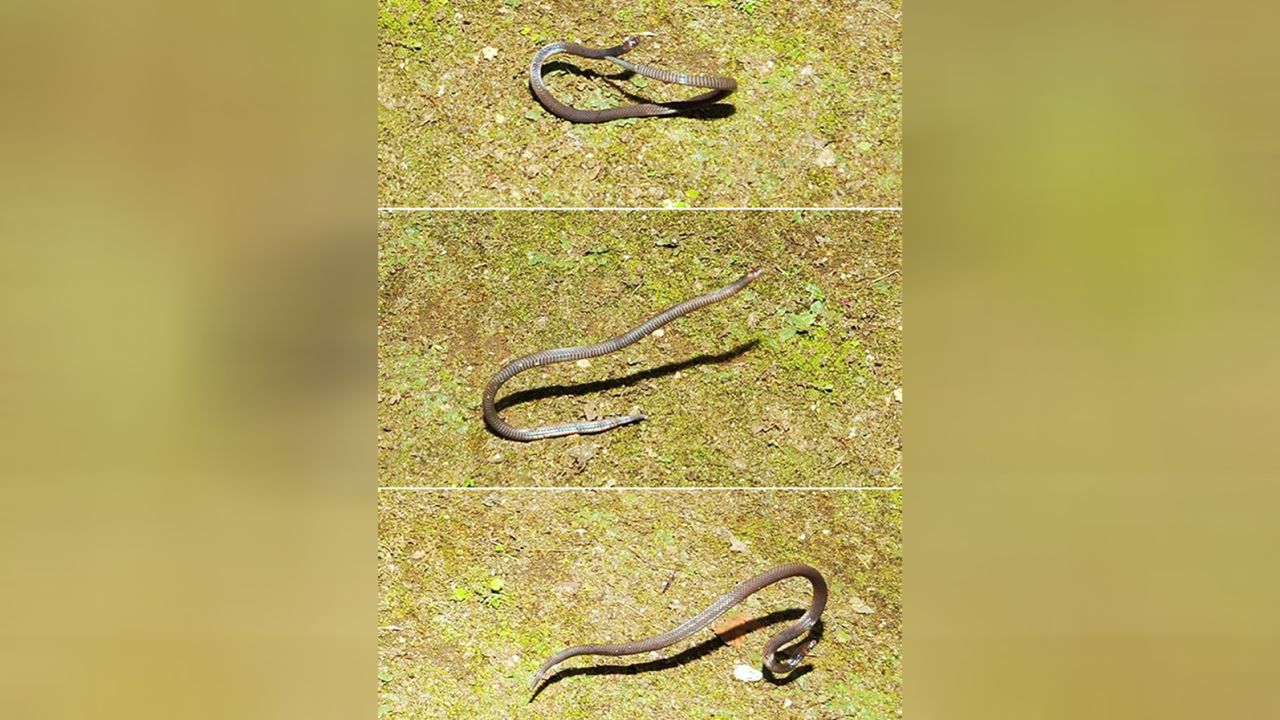 Images show the sequence of Pseudorabdion longiceps' cartwheeling behavior. 