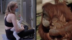Orangutan Breastfeeding 101 1