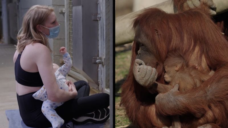 Video: Orangutan learns breastfeeding technique from zookeeper | CNN