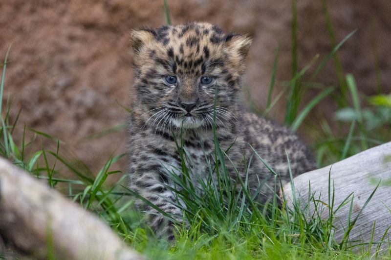 Critically Endangered Amur Leopard Cubs Born At San Diego Zoo | CNN